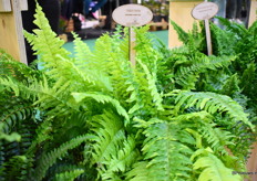 De Tigerfern van Vitroplus had veel bekijks op de beurs.